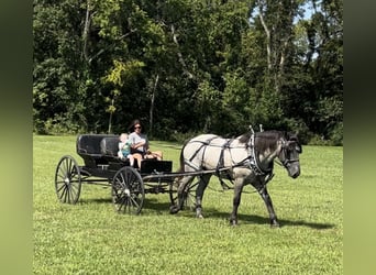 American Quarter Horse Mix, Gelding, 3 years, 16 hh, Roan-Blue