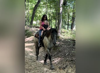 American Quarter Horse Mix, Gelding, 3 years, 16 hh, Roan-Blue