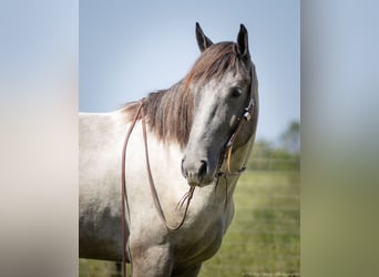 American Quarter Horse Mix, Gelding, 3 years, 16 hh, Roan-Blue