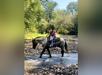 American Quarter Horse Mix, Gelding, 3 years, 16 hh, Roan-Blue