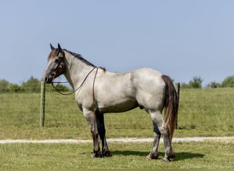 American Quarter Horse Mix, Gelding, 3 years, 16 hh, Roan-Blue