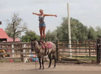 American Quarter Horse, Gelding, 3 years, 16 hh, Roan-Blue