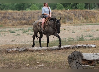 American Quarter Horse, Gelding, 3 years, 16 hh, Roan-Blue