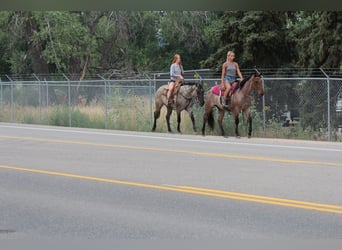 American Quarter Horse, Gelding, 3 years, 16 hh, Roan-Blue