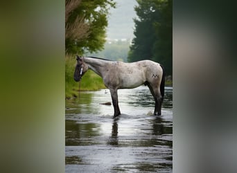American Quarter Horse, Gelding, 3 years, 16 hh, Roan-Blue