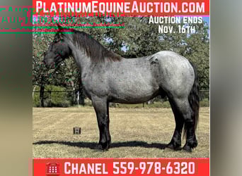American Quarter Horse, Gelding, 3 years, 16 hh, Roan-Blue