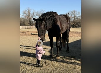 American Quarter Horse, Gelding, 3 years, 17,1 hh, Black