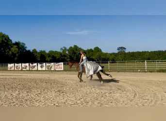 American Quarter Horse, Gelding, 3 years, Bay