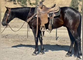 American Quarter Horse, Gelding, 3 years, Black