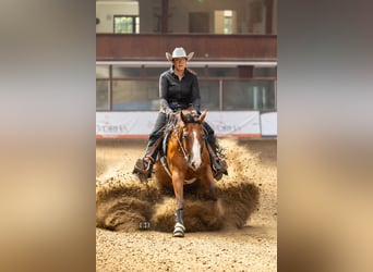 American Quarter Horse, Gelding, 3 years, Brown