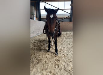 American Quarter Horse, Gelding, 3 years, Brown
