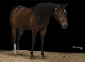 American Quarter Horse, Gelding, 3 years, Brown