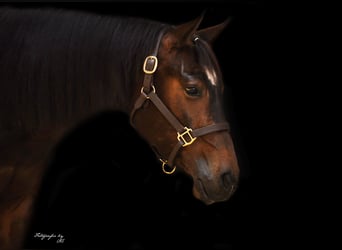 American Quarter Horse, Gelding, 3 years, Brown