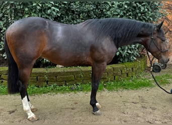 American Quarter Horse, Gelding, 3 years, Brown