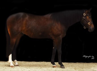 American Quarter Horse, Gelding, 3 years, Brown
