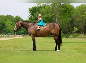 American Quarter Horse, Gelding, 3 years, Buckskin