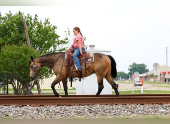 American Quarter Horse, Gelding, 3 years, Buckskin