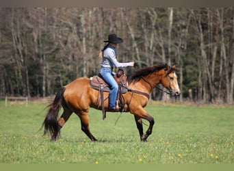 American Quarter Horse, Gelding, 3 years, Buckskin
