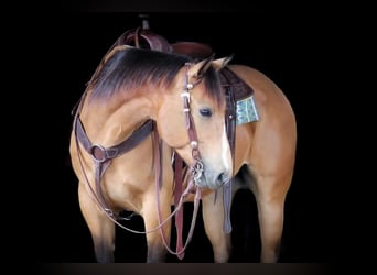 American Quarter Horse, Gelding, 3 years, Buckskin