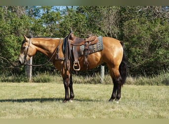 American Quarter Horse, Gelding, 3 years, Buckskin