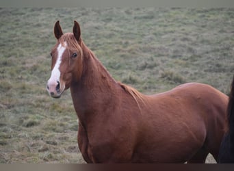 American Quarter Horse, Gelding, 3 years, Chestnut