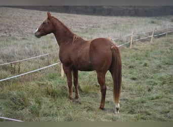 American Quarter Horse, Gelding, 3 years, Chestnut