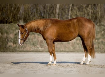 American Quarter Horse, Gelding, 3 years