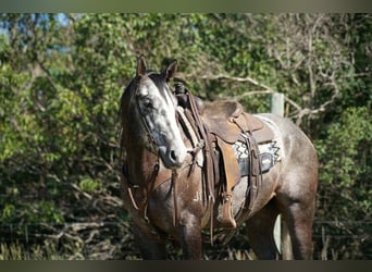 American Quarter Horse, Gelding, 3 years, Grey