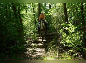 American Quarter Horse, Gelding, 3 years, Grey
