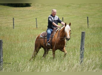 American Quarter Horse, Gelding, 3 years, Palomino