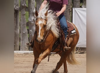 American Quarter Horse, Gelding, 3 years, Palomino