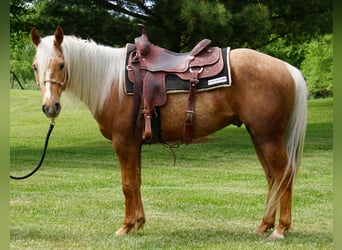 American Quarter Horse, Gelding, 3 years, Palomino