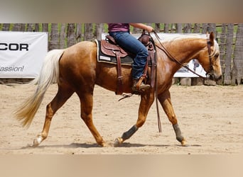 American Quarter Horse, Gelding, 3 years, Palomino