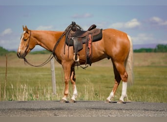 American Quarter Horse, Gelding, 3 years, Palomino
