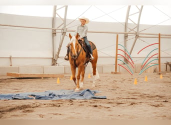 American Quarter Horse, Gelding, 3 years, Palomino