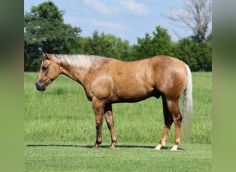 American Quarter Horse, Gelding, 3 years, Palomino