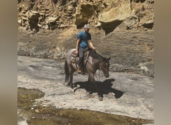 American Quarter Horse, Gelding, 3 years, Roan-Bay