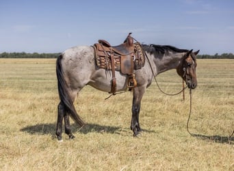 American Quarter Horse, Gelding, 3 years, Roan-Bay