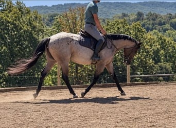 American Quarter Horse, Gelding, 3 years, Roan-Bay