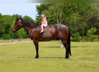 American Quarter Horse, Gelding, 3 years, Roan-Bay