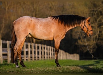 American Quarter Horse, Gelding, 3 years, Roan-Bay