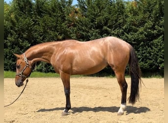 American Quarter Horse, Gelding, 3 years, Roan-Bay