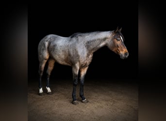 American Quarter Horse, Gelding, 3 years, Roan-Bay