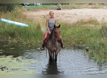 American Quarter Horse, Gelding, 3 years, Roan-Bay
