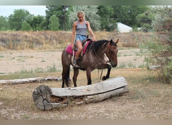 American Quarter Horse, Gelding, 3 years, Roan-Bay