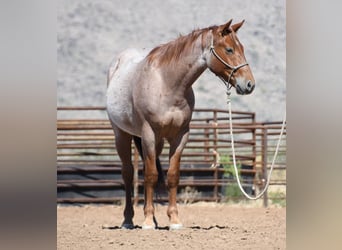 American Quarter Horse, Gelding, 3 years, Roan-Red
