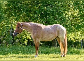 American Quarter Horse, Gelding, 3 years, Roan-Red