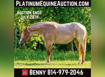 American Quarter Horse, Gelding, 3 years, Roan-Red