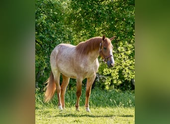 American Quarter Horse, Gelding, 3 years, Roan-Red