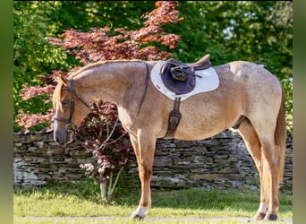 American Quarter Horse, Gelding, 3 years, Roan-Red